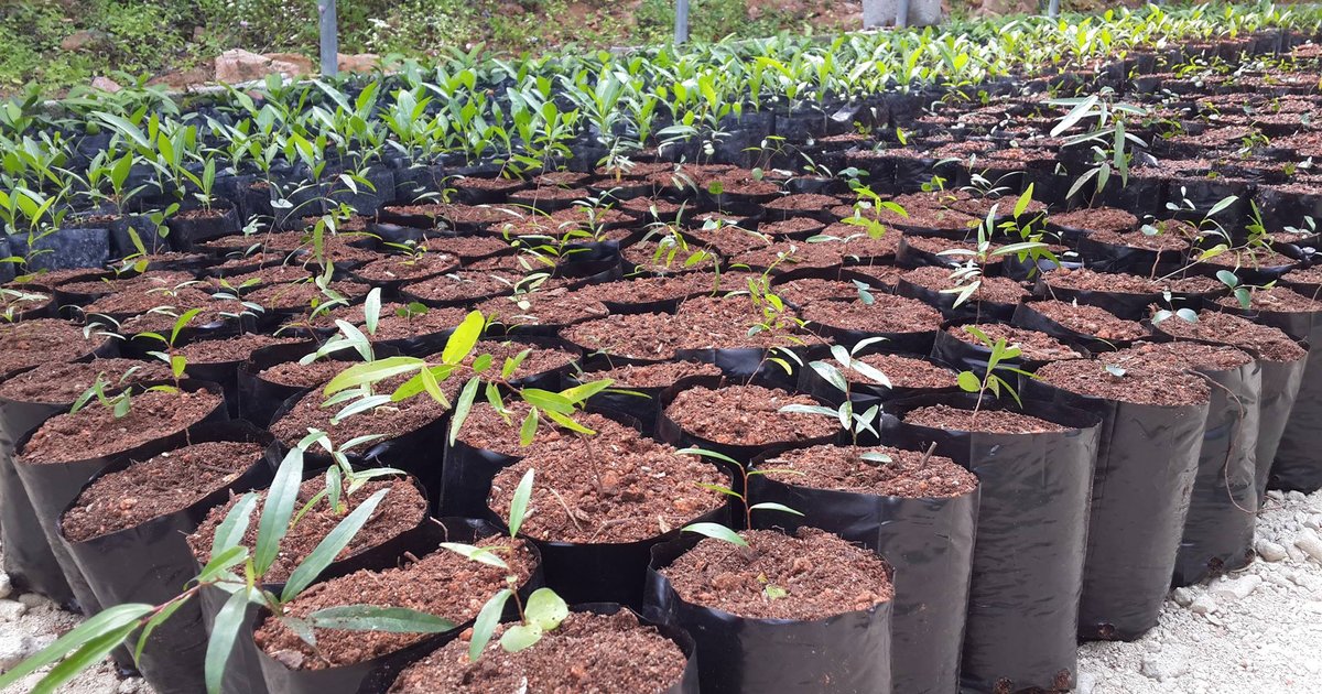 Nature Based Green Infrastructure African Experience And Potential