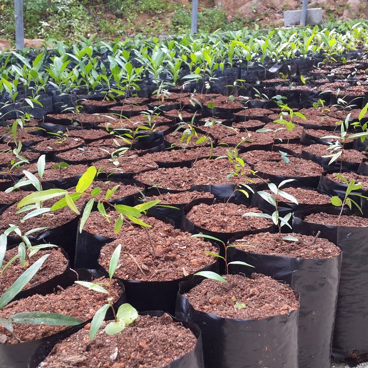 Nature Based Green Infrastructure A Review Of African Experience And