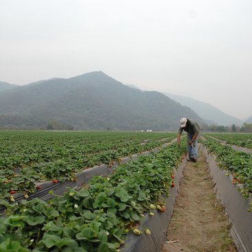 An agricultural worker on a strawberry farm in Argentina