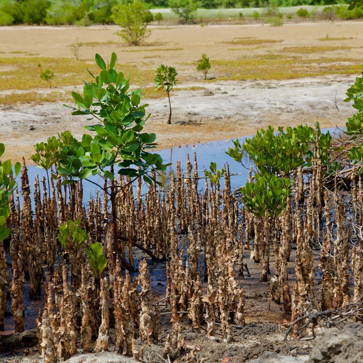 Nature Based Green Infrastructure African Experience And Potential